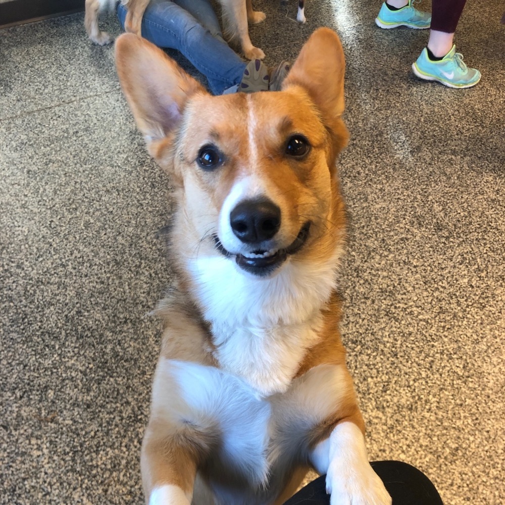 Meet your Posher, Rosie the Corgi